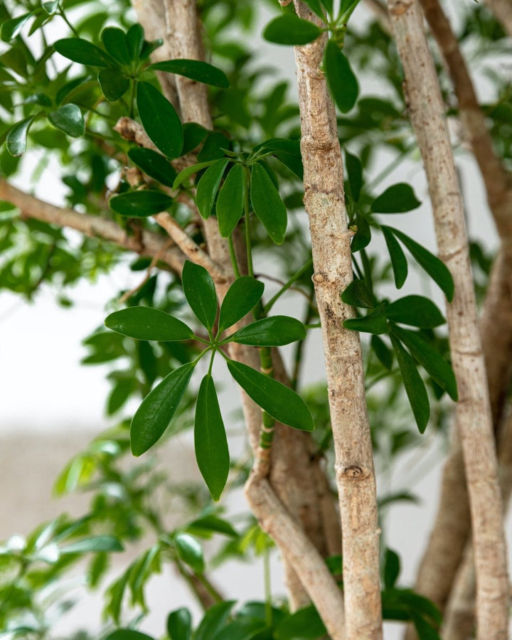 Australian Umbrella Plant, Schefflera Luseana - Plant Drop