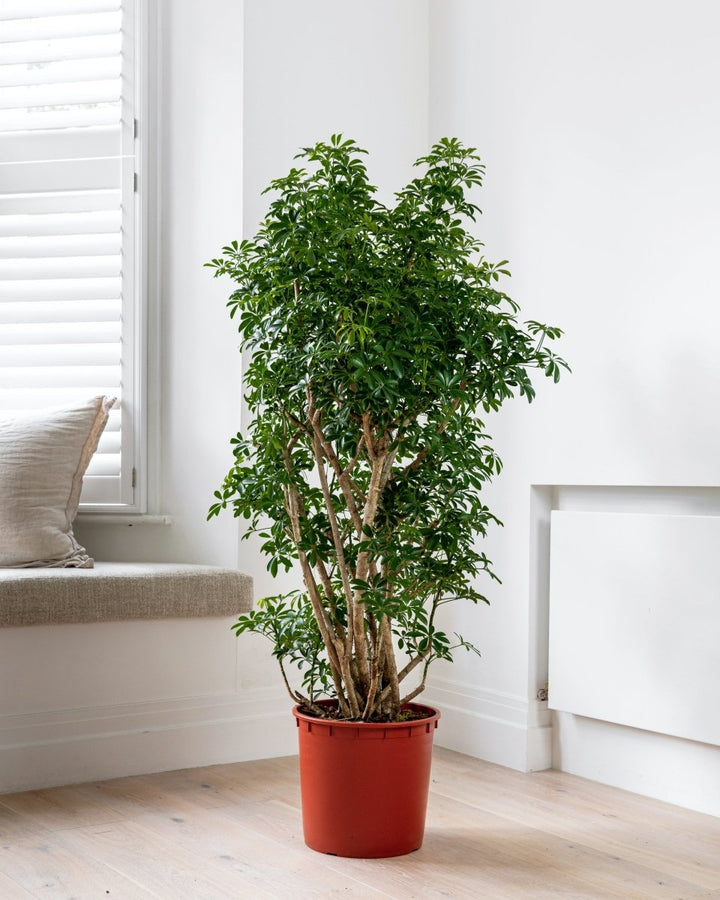 Australian Umbrella Plant, Schefflera Luseana - Plant Drop