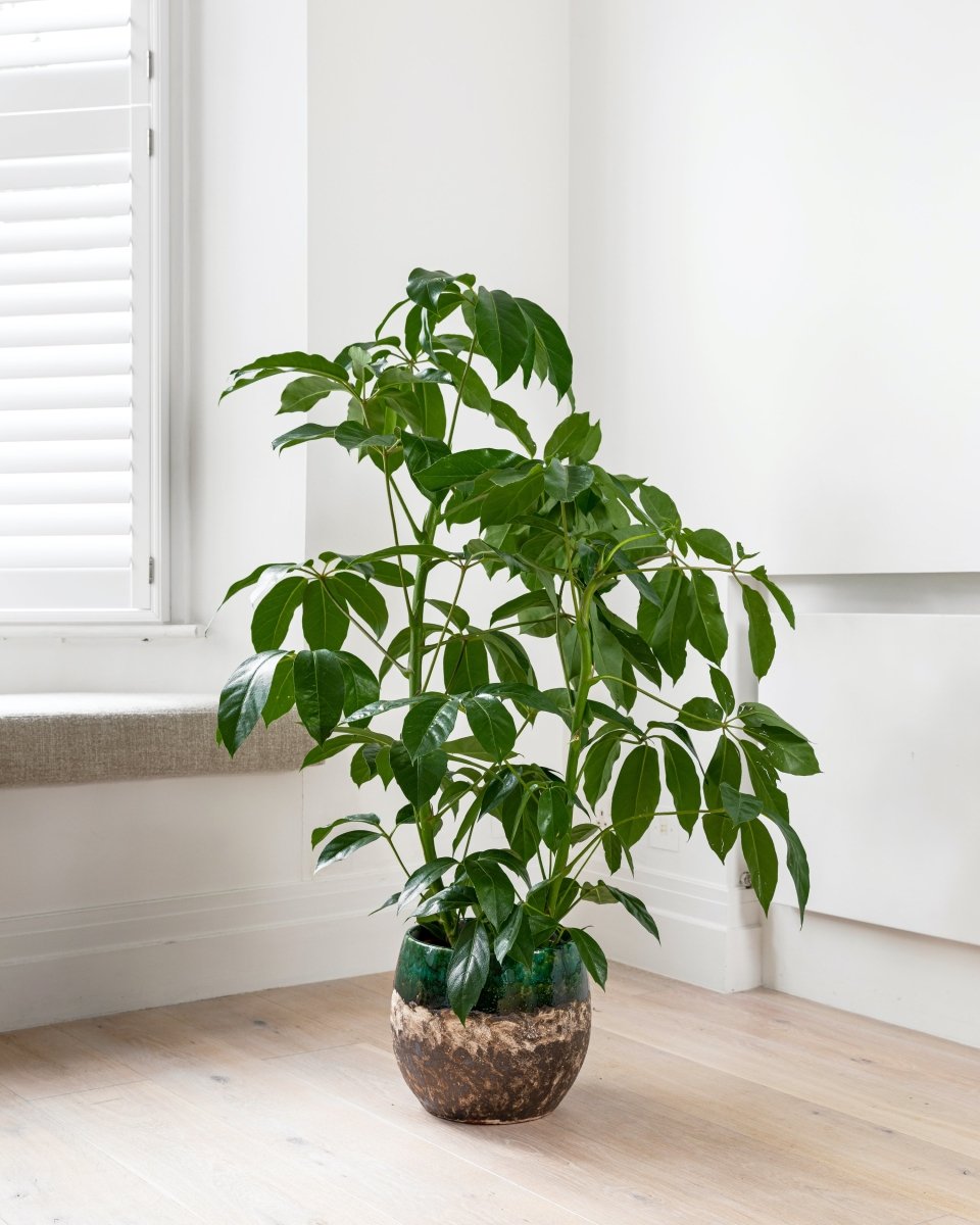 Australian Umbrella Tree, Schefflera Actinophylla 'Amate' - Plant Drop