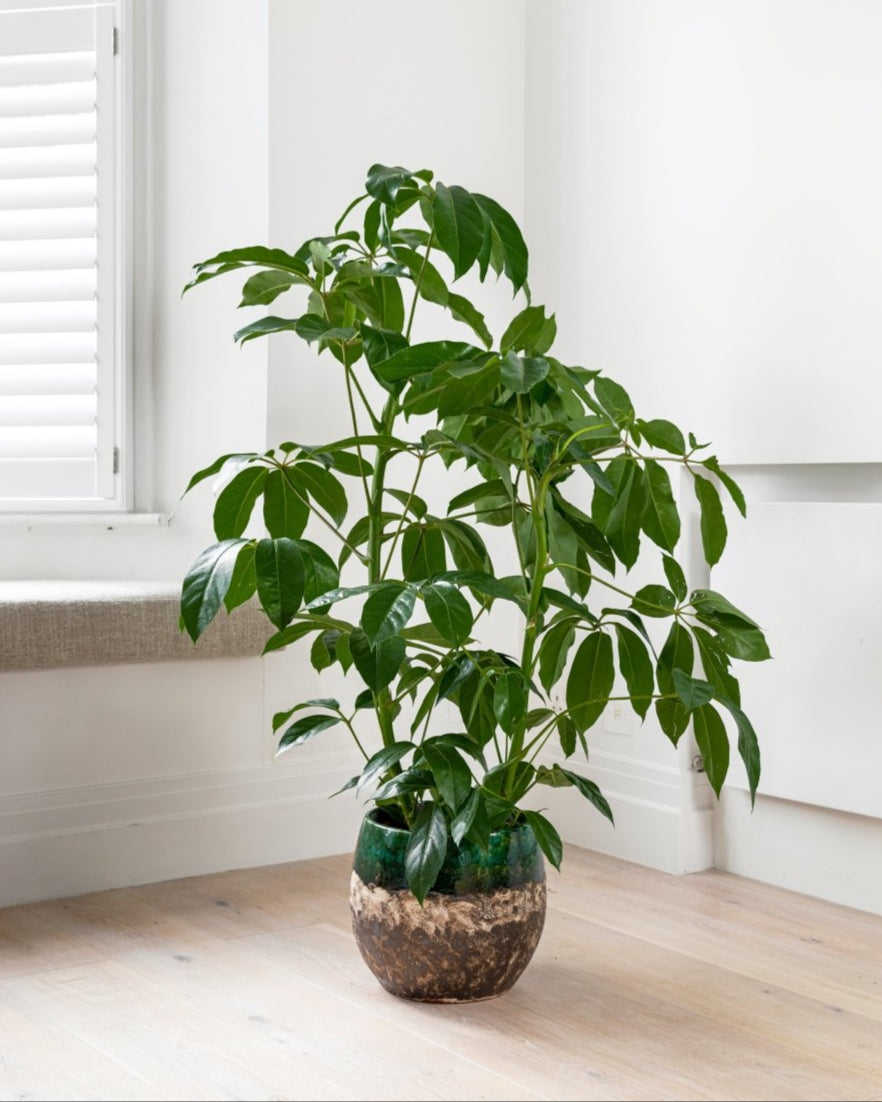 Schefflera Amate