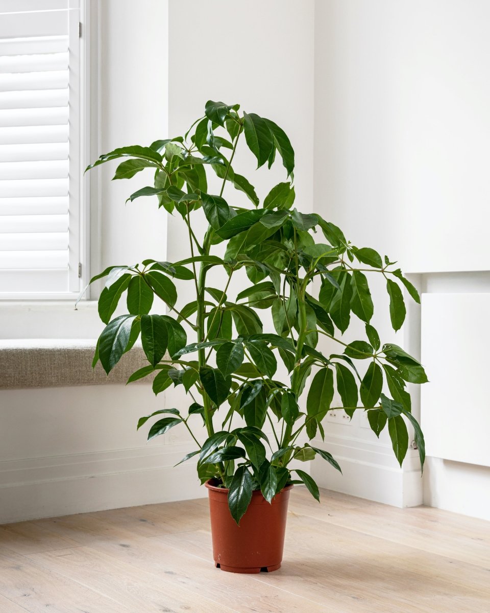 Australian Umbrella Tree, Schefflera Actinophylla 'Amate' - Plant Drop