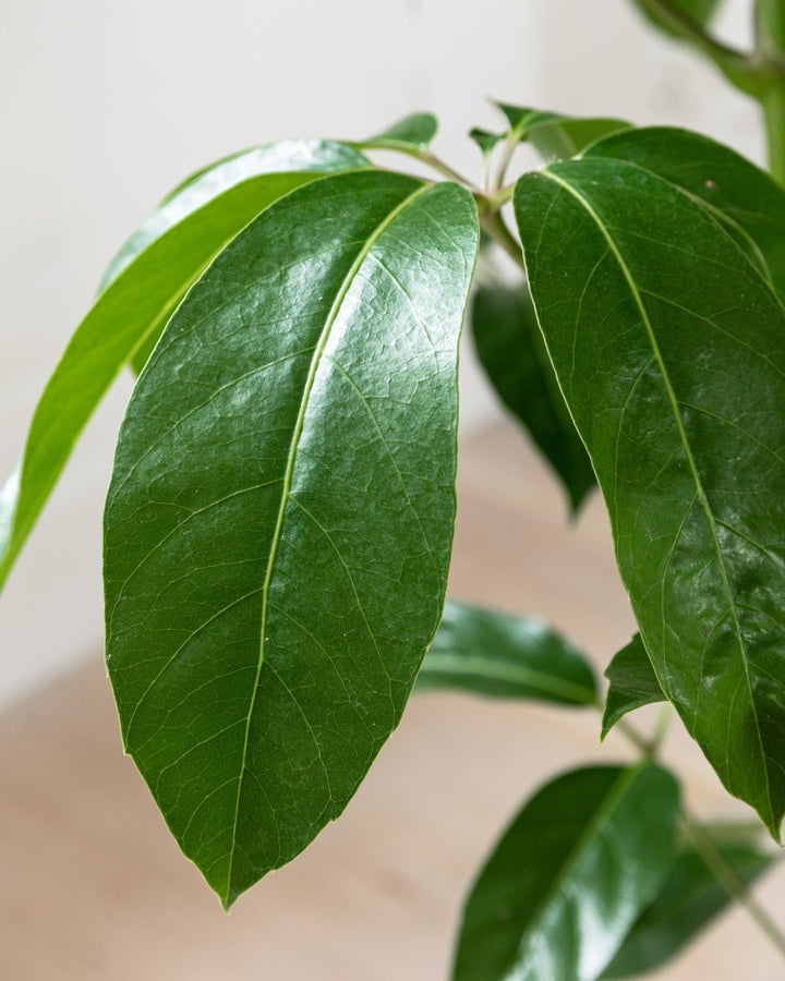 Australian Umbrella Tree, Schefflera Actinophylla 'Amate' - Plant Drop