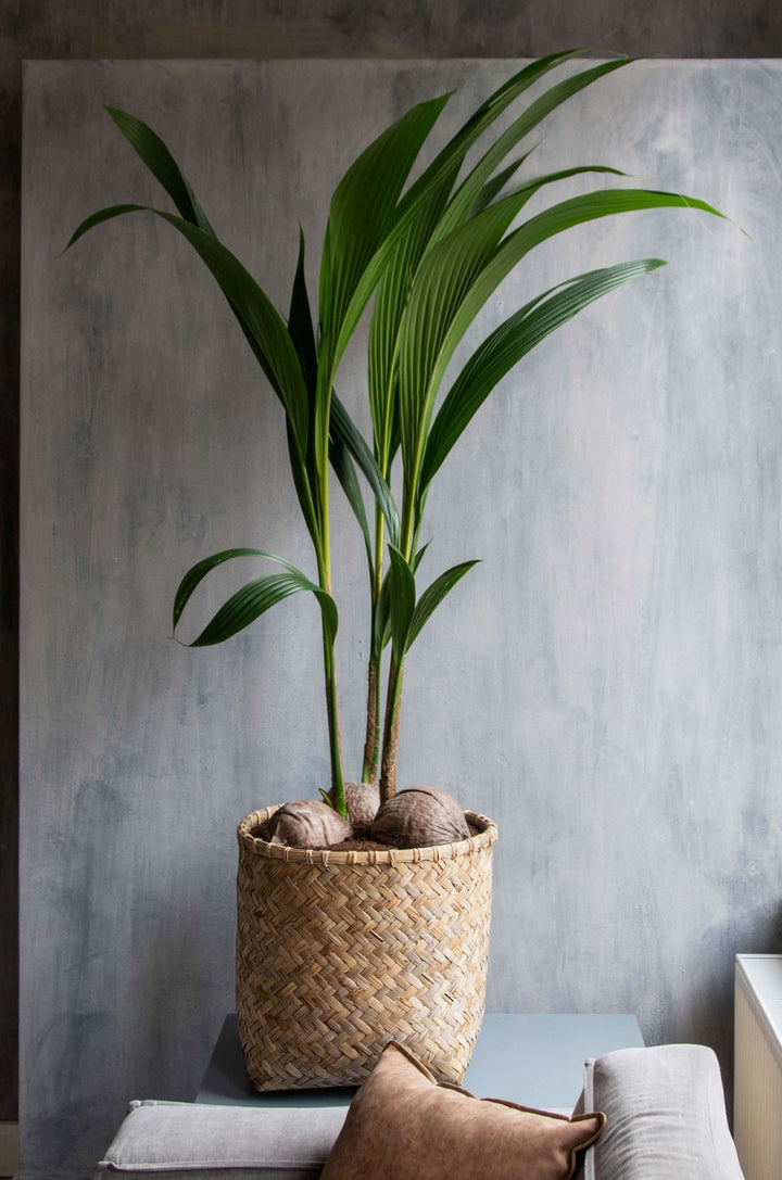 Bamboo Fiberclay Lined Planter - Plant Drop