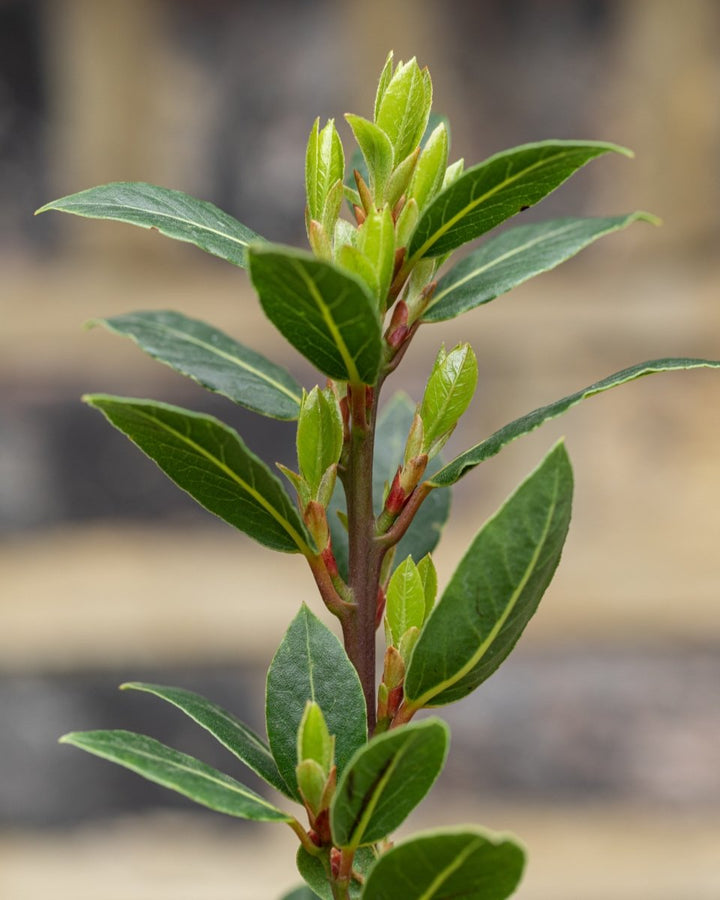 Bay Topiary Pyramid, Laurus Nobilis - Plant Drop