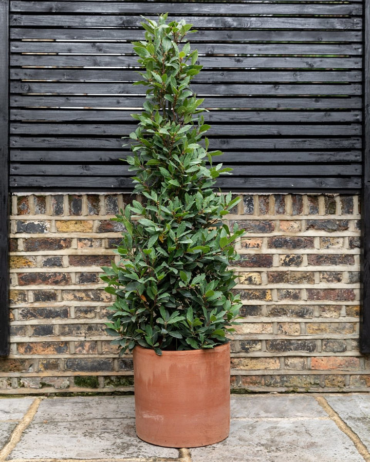 Bay Topiary Pyramid, Laurus Nobilis - Plant Drop