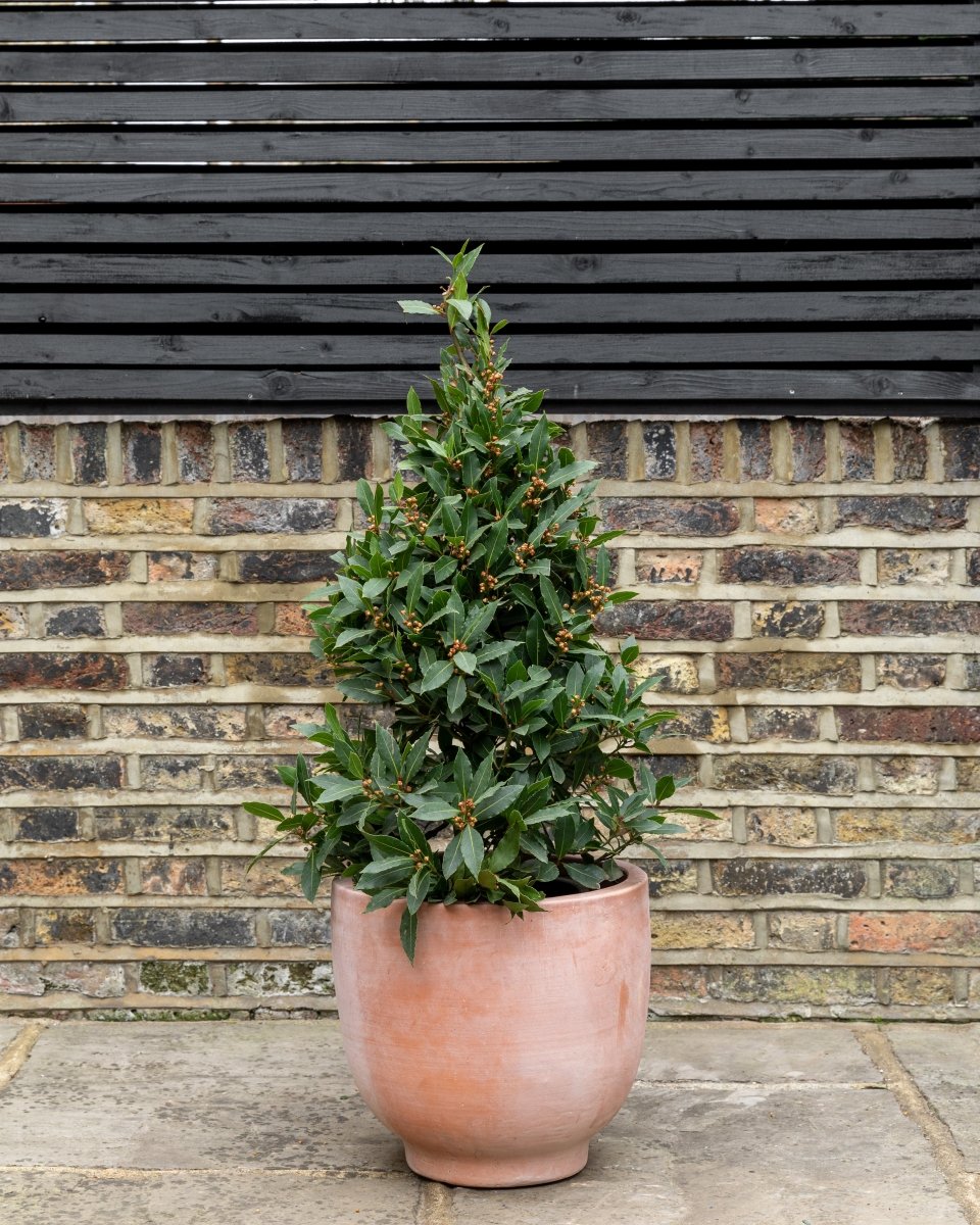 Bay Topiary Pyramid, Laurus Nobilis – Plant Drop