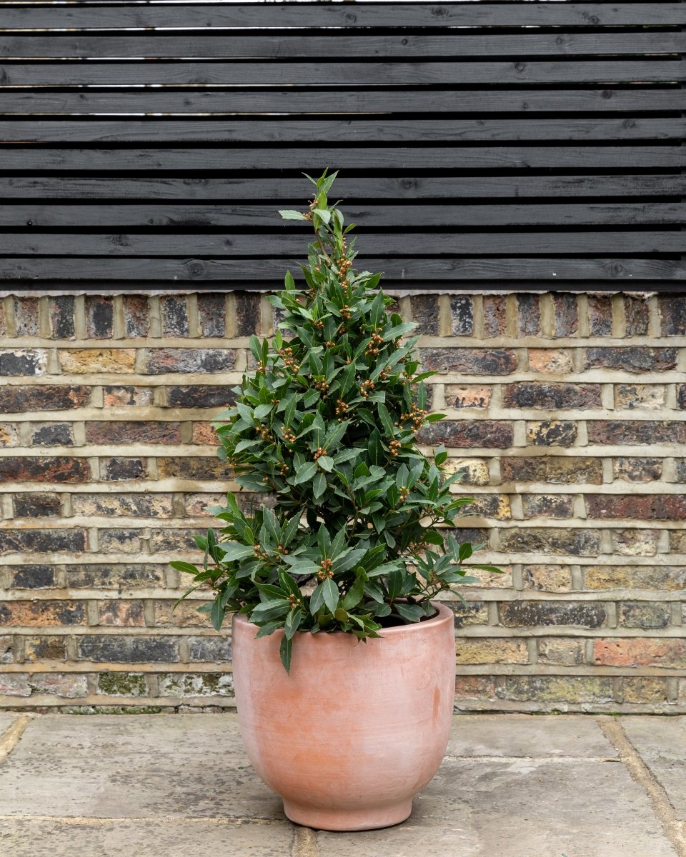 Bay Topiary Pyramid, Laurus Nobilis - Plant Drop