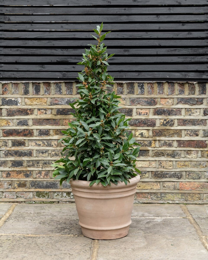 Bay Topiary Pyramid, Laurus Nobilis - Plant Drop