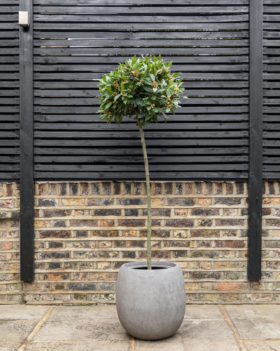 Bay Trees, Laurus Nobilis - Plant Drop