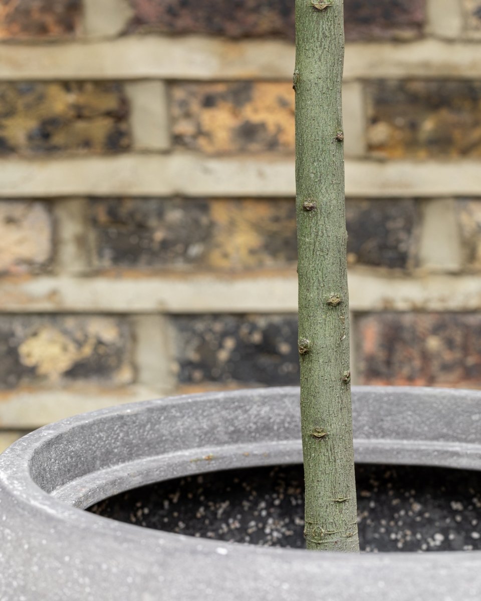 Bay Trees, Laurus Nobilis - Plant Drop