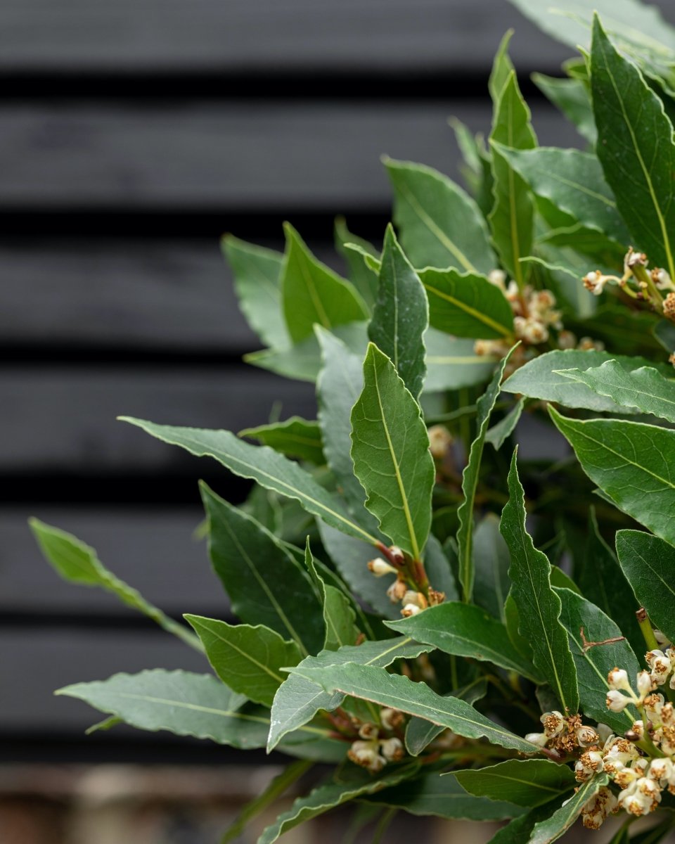 Bay Trees, Laurus Nobilis - Plant Drop