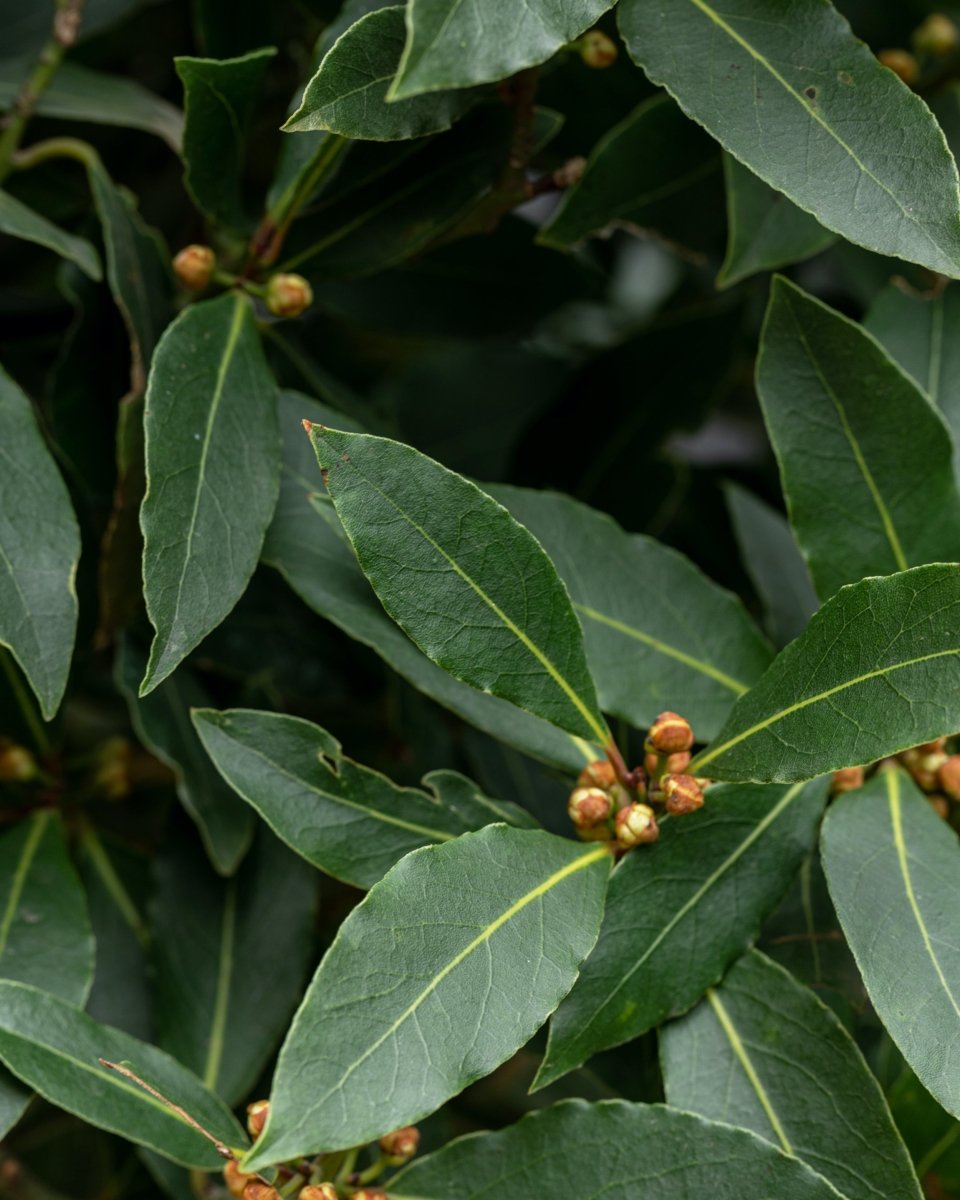 Bay Trees, Laurus Nobilis - Plant Drop