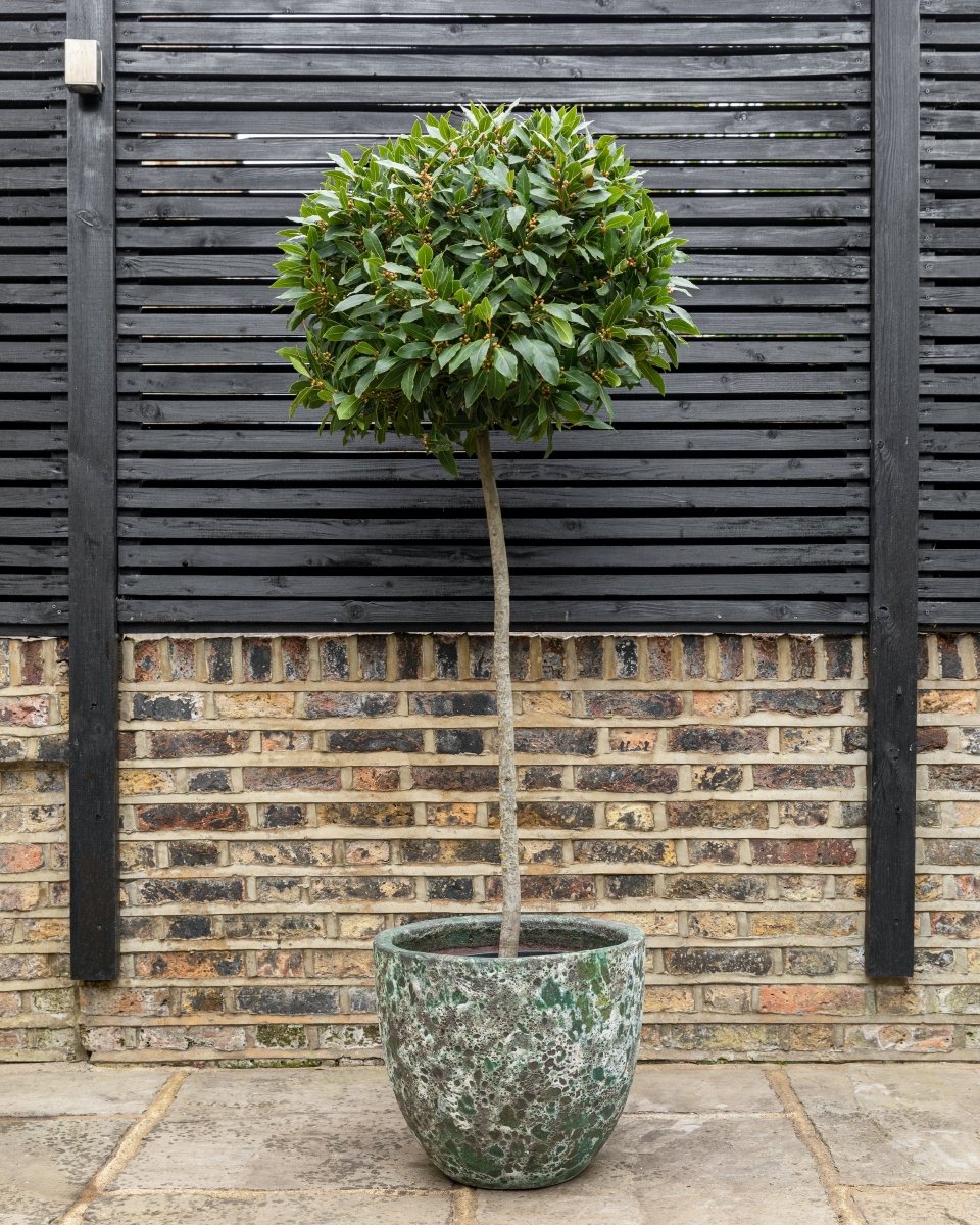 Bay Trees, Laurus Nobilis - Plant Drop