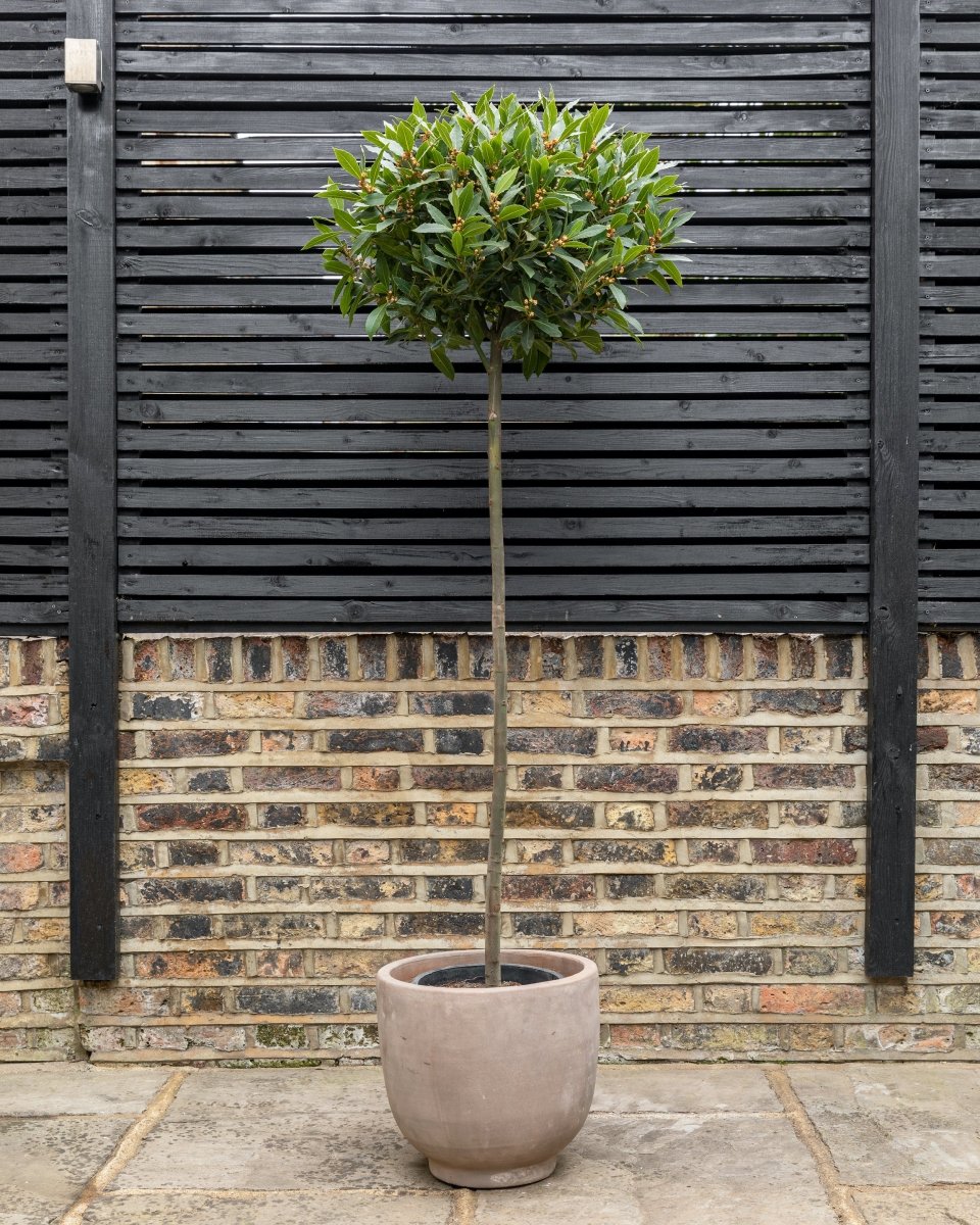 Bay Trees, Laurus Nobilis - Plant Drop