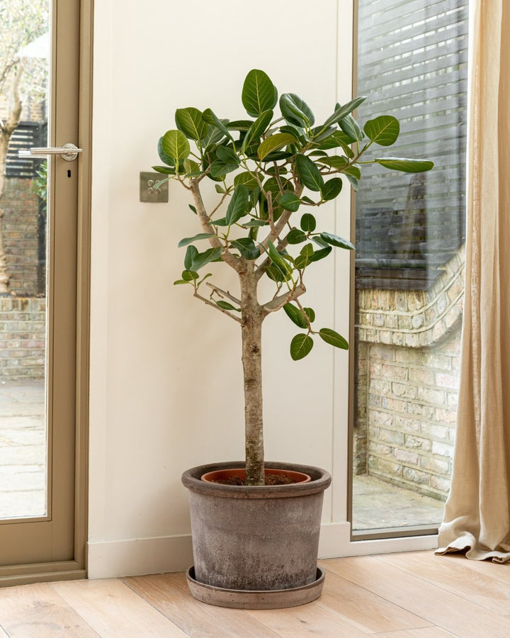 Bengal Fig Tree, Ficus Benghalensis 'Audrey' - Plant Drop