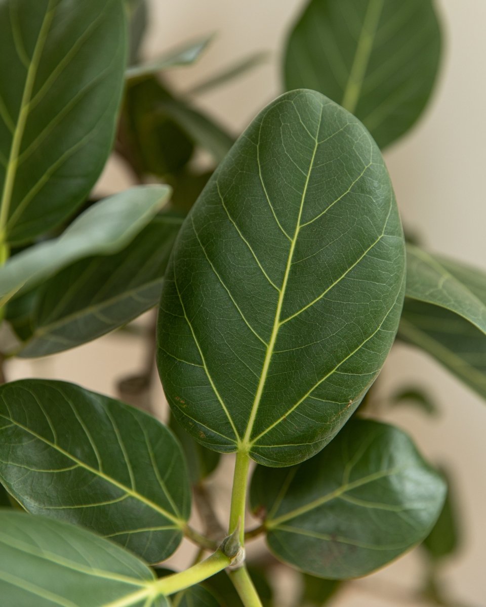 Bengal Fig Tree, Ficus Benghalensis 'Audrey' - Plant Drop