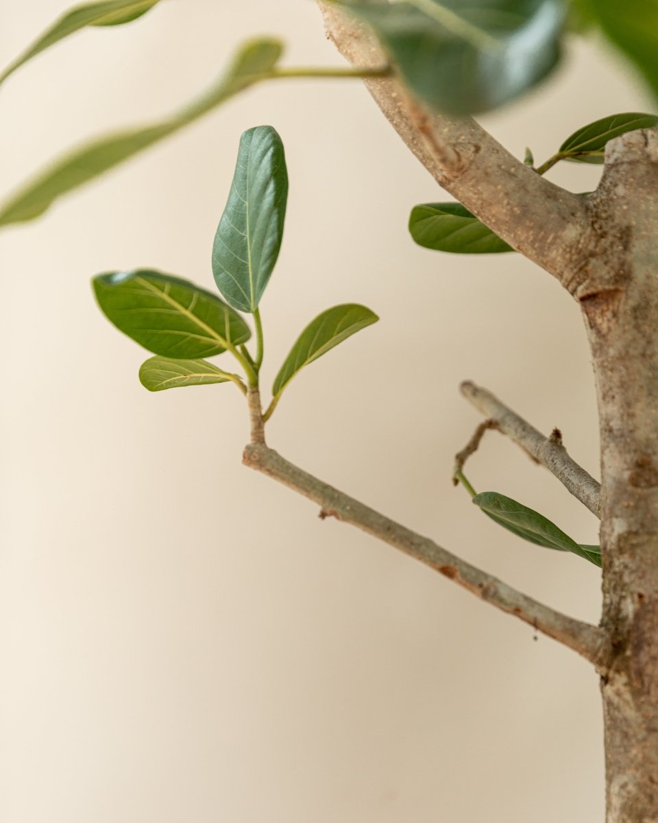 Bengal Fig Tree, Ficus Benghalensis 'Audrey' - Plant Drop