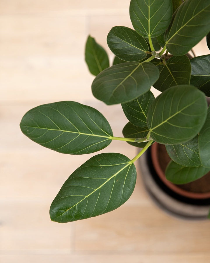 Bengal Fig Tree, Ficus Benghalensis 'Audrey' - Plant Drop