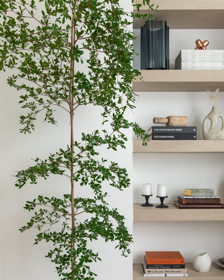 Black olive tree canopy, detail