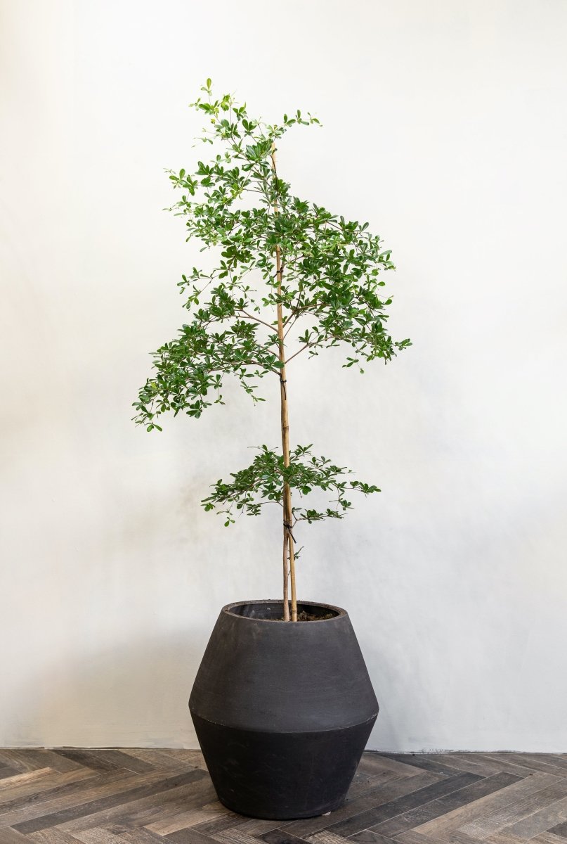 Black Olive Tree, Bucida Buceras 'Shady Lady', 160-240cm - Plant Drop