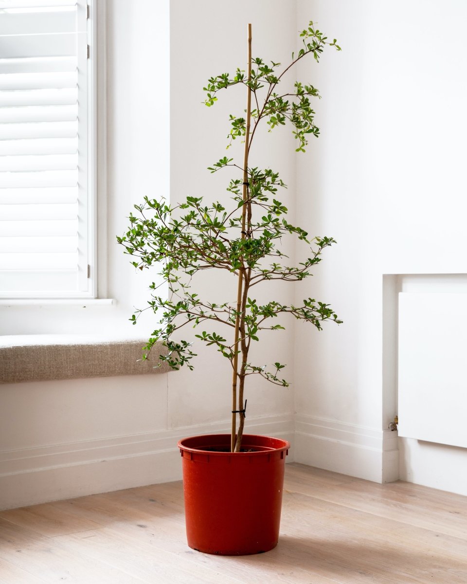 Black Olive Tree, Bucida Buceras 'Shady Lady', 160-240cm - Plant Drop