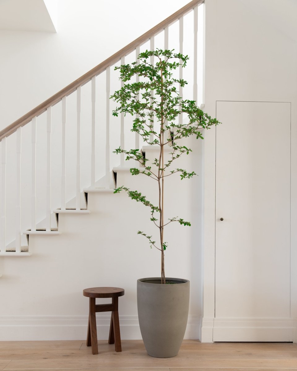 shady lady indoor plant Black Olive Tree
