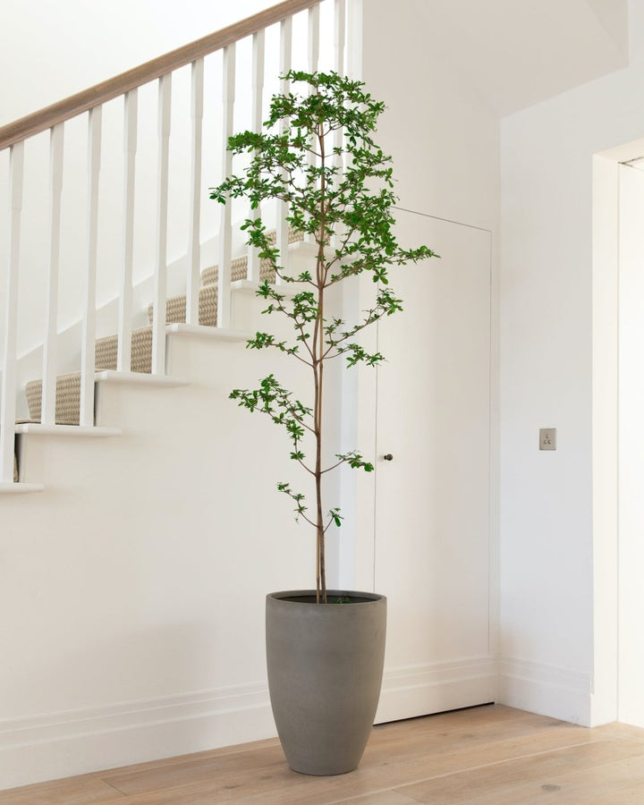 Black Olive Tree, Bucida Buceras 'Shady Lady', 200-240cm - Plant Drop