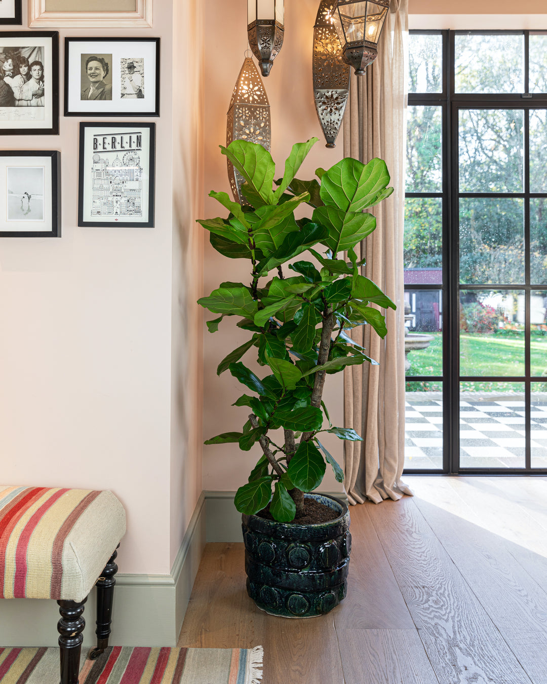 Branched fiddle-leaf fig styled in an interior