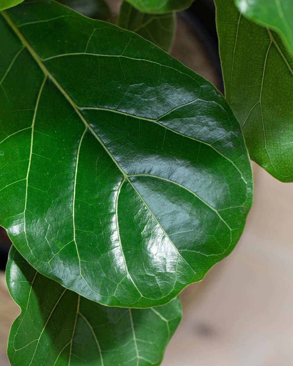 Branched Fiddle-Leaf Fig Tree, Ficus Lyrata - Plant Drop