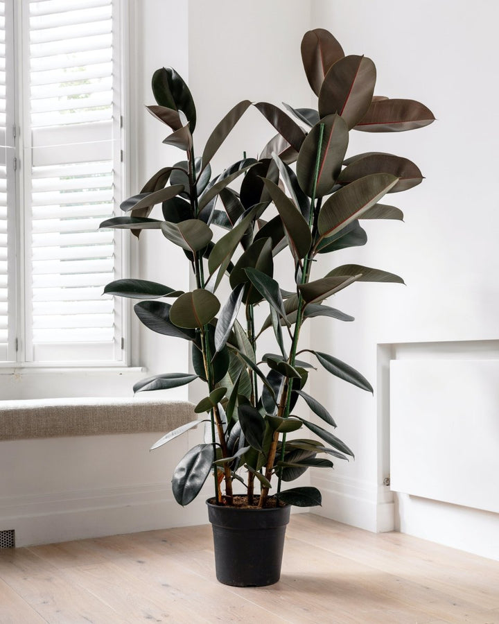 Burgundy Rubber Plant, Ficus Elastica 'Abidjan' - Plant Drop