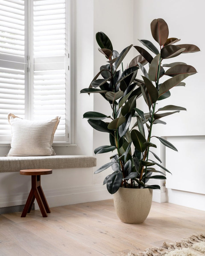 Burgundy Rubber Plant, Ficus Elastica 'Abidjan' - Plant Drop