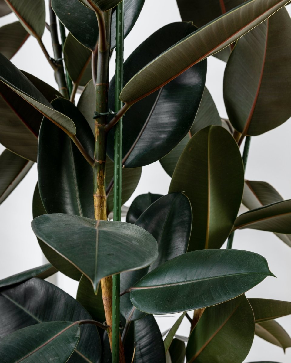 Burgundy Rubber Plant, Ficus Elastica 'Abidjan' - Plant Drop