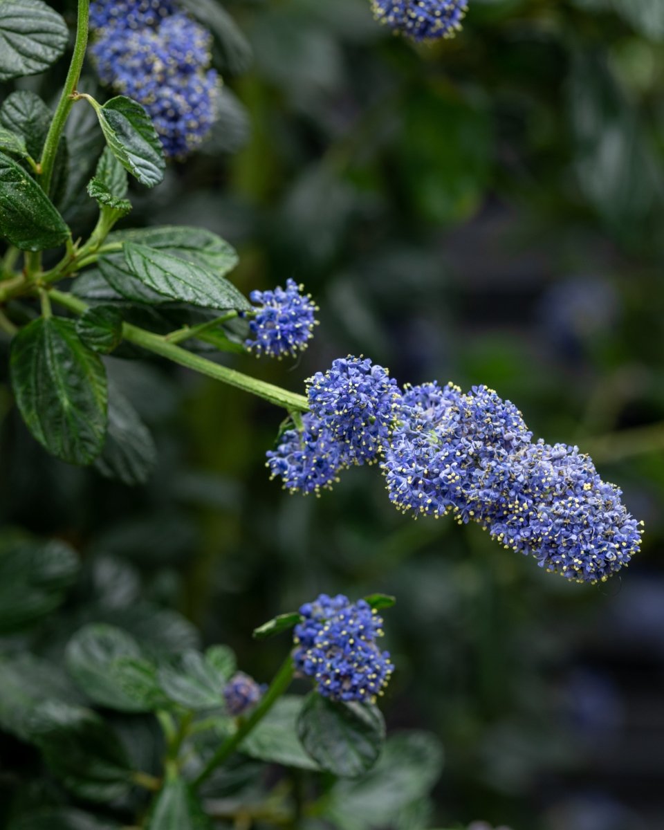 Californian Lilac, Ceanothus 'Yankee Point' - Plant Drop