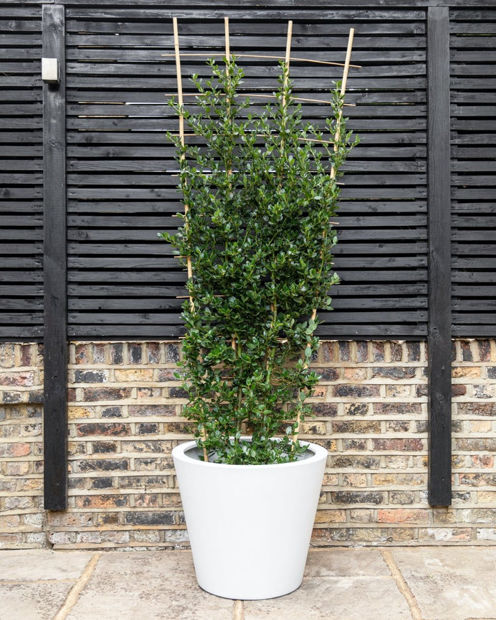 Californian Lilac, Ceanothus 'Yankee Point' - Plant Drop