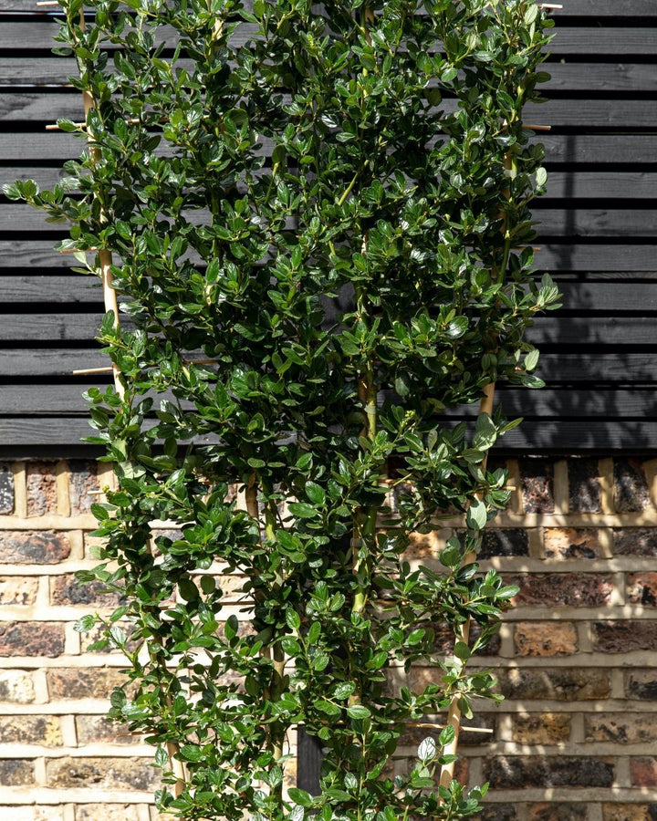 Californian Lilac, Ceanothus 'Yankee Point' - Plant Drop