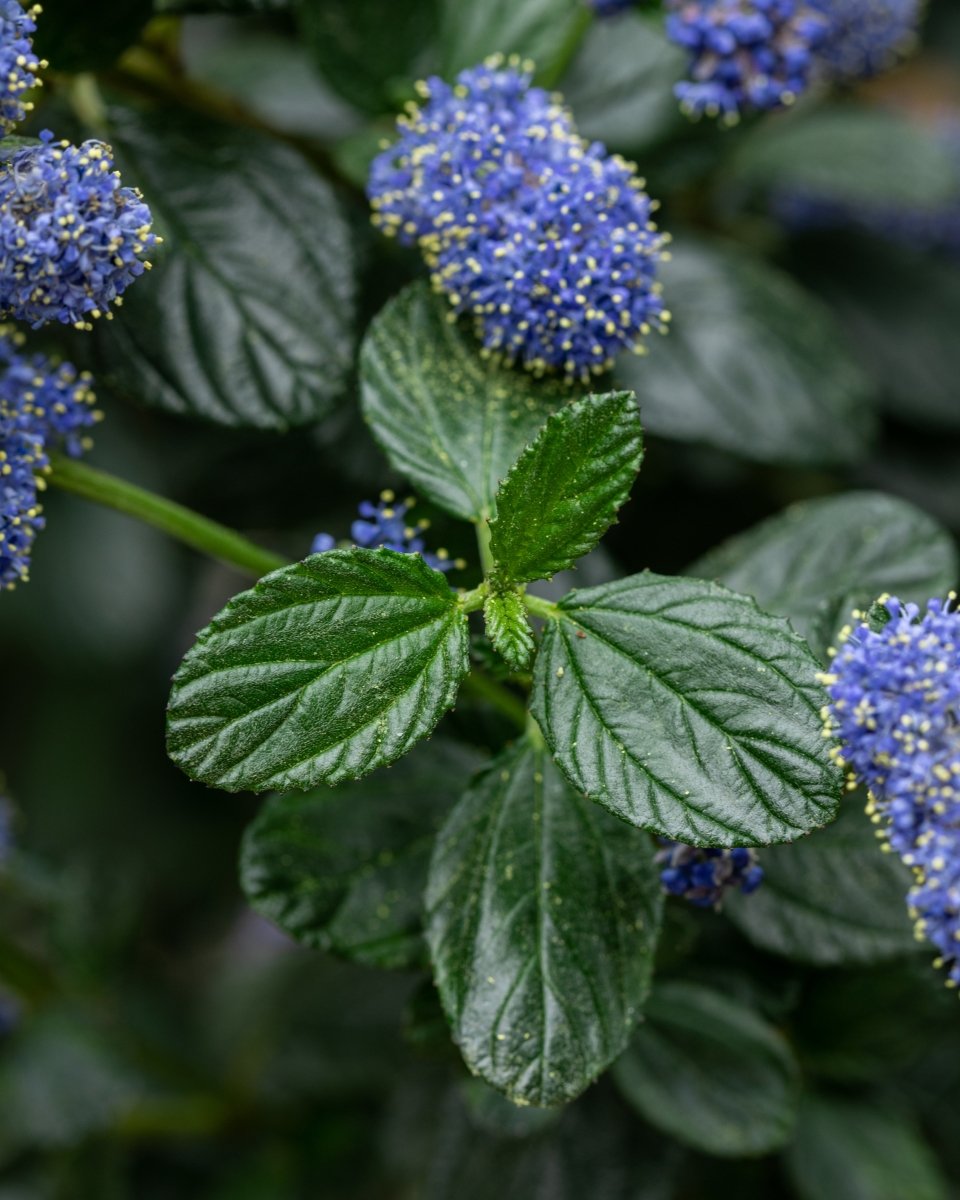 Californian Lilac, Ceanothus 'Yankee Point' - Plant Drop