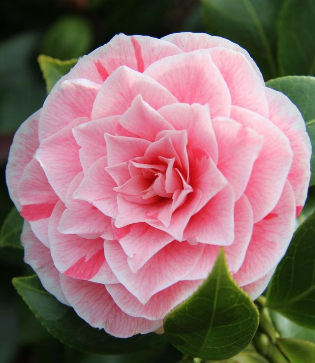 Camellia flower close-up