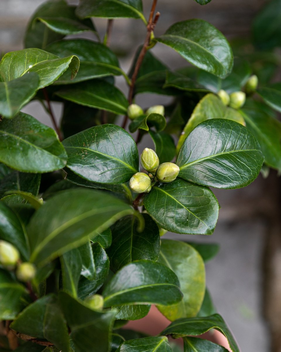 Camellia Japonica 'Brushfield's Yellow' - Plant Drop