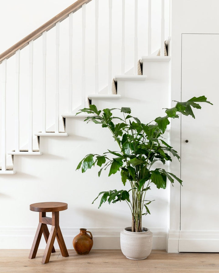 Caryota Mitis, Burmese Fishtail Palm - Plant Drop