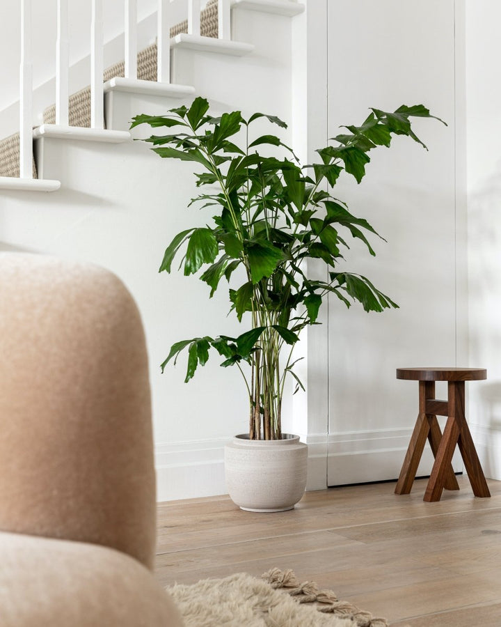 Caryota Mitis, Burmese Fishtail Palm - Plant Drop