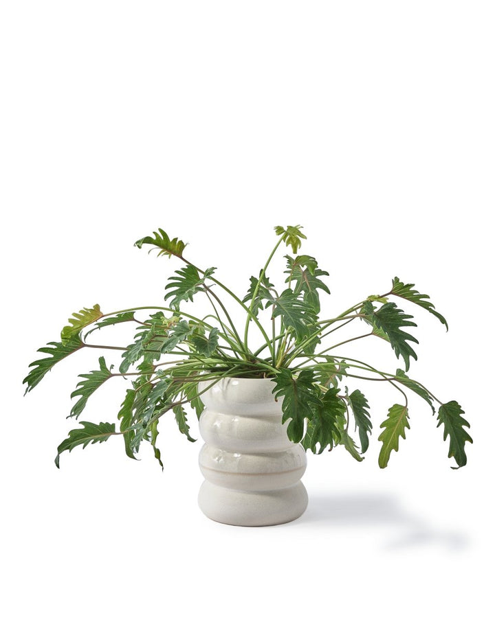 Chubby Plant Pot By Pols Potten - Plant Drop