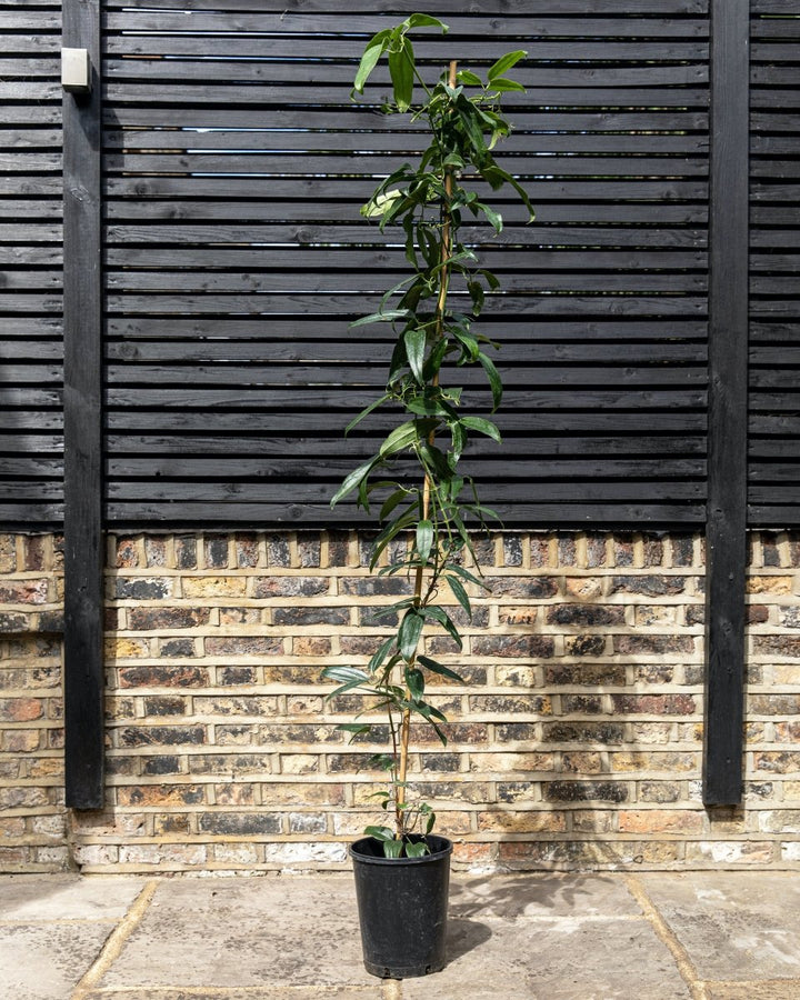 Clematis Armandii, Armand Evergreen Clematis - Plant Drop