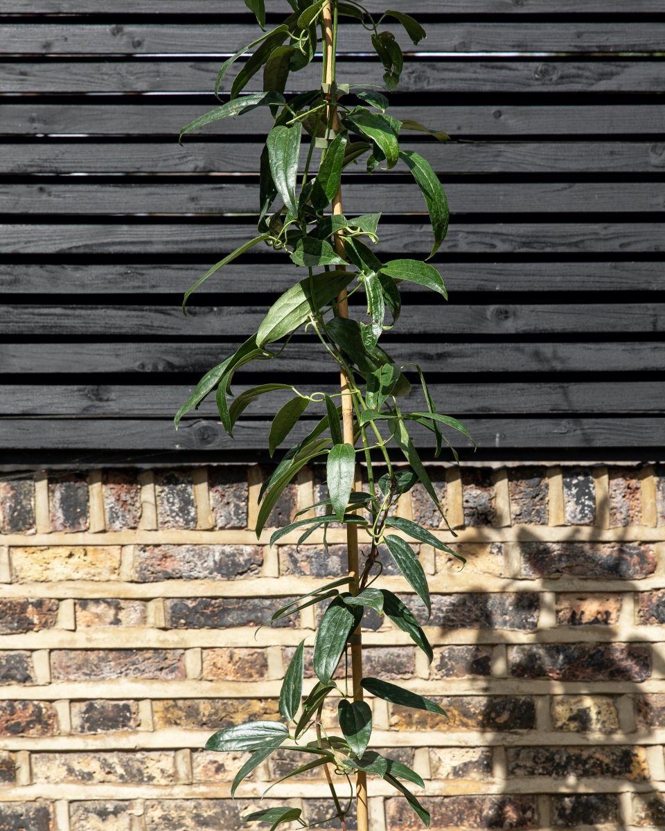 Clematis Armandii, Armand Evergreen Clematis - Plant Drop