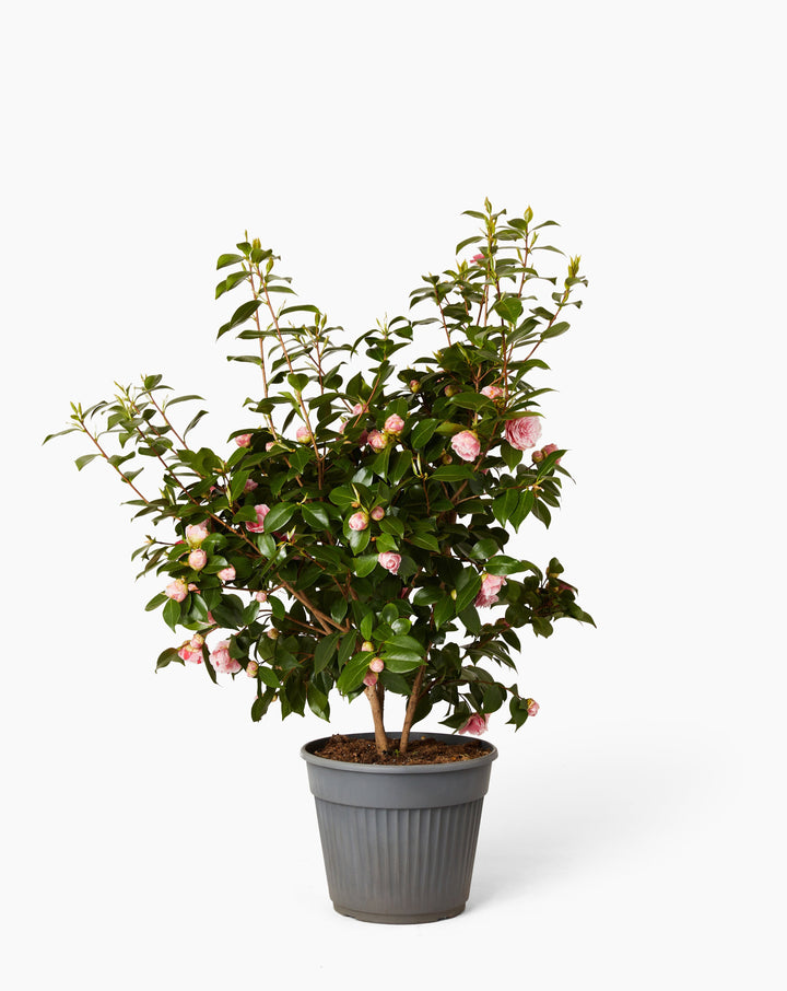 Camellia Bushes
