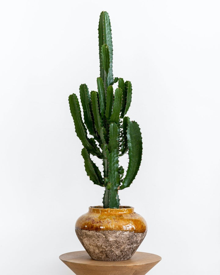 Desert Cactus, Euphorbia Erytrea - Plant Drop