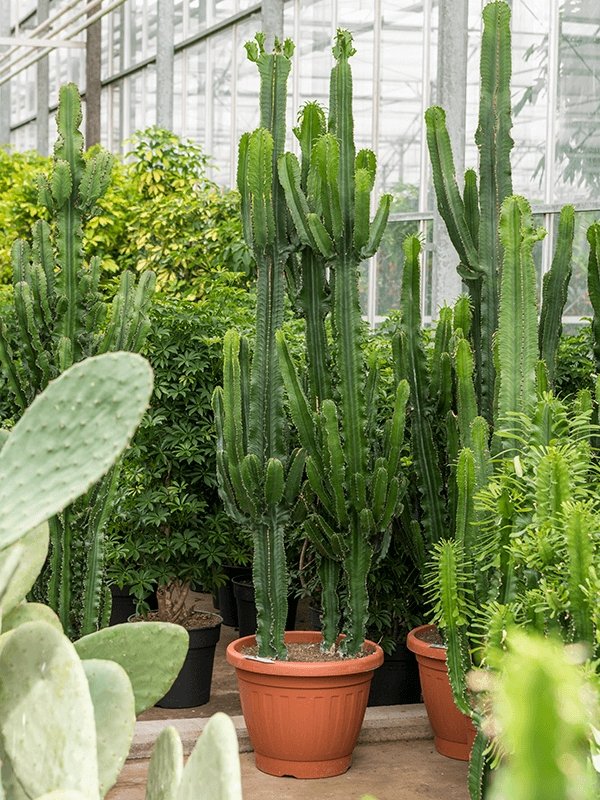 Desert Cactus, Euphorbia Erytrea - Plant Drop