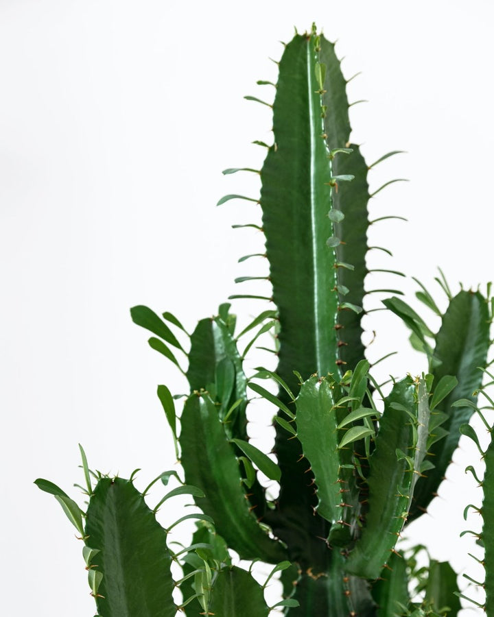 Desert Cactus, Euphorbia Erytrea - Plant Drop