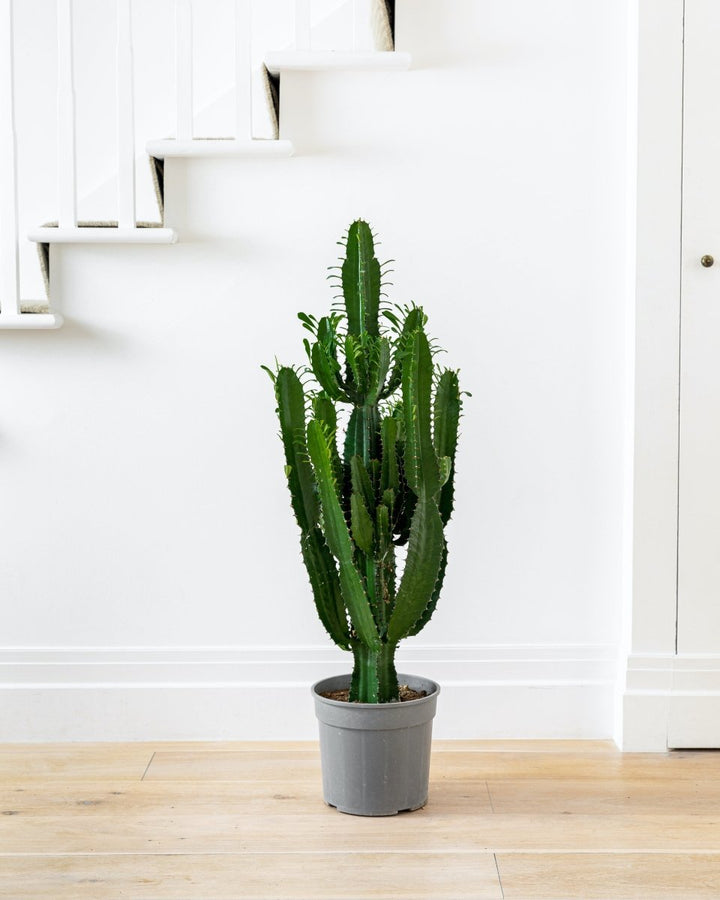 Desert Cactus, Euphorbia Erytrea - Plant Drop