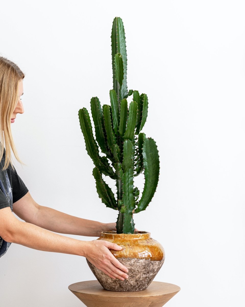 Desert Cactus, Euphorbia Erytrea - Plant Drop