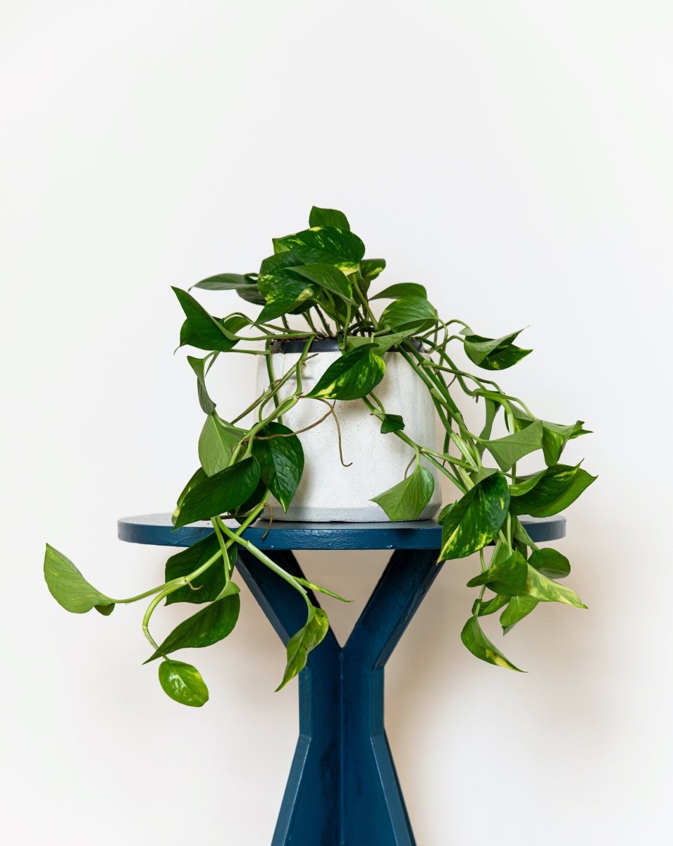 Devil's Ivy, Goldon Pothos, Scindapsus (Epipremnum) 'Aureum' - Plant Drop